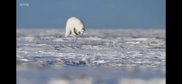 Arctic fox (Vulpes lagopus) as shown in Frozen Planet II - Frozen Lands